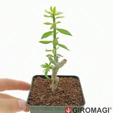 Pereskia spathula variegated for sale  Shipping to United Kingdom
