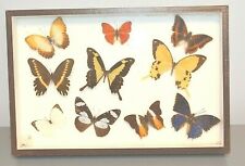 Naturalized butterflies rectan d'occasion  Expédié en Belgium