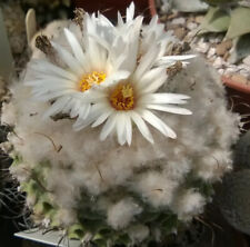 Obregonia Denegrii, 20 fresh seeds, rare, Add to basket, Read description for sale  Shipping to South Africa