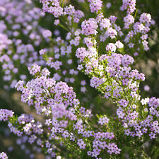 Diosma pink fountain for sale  UK