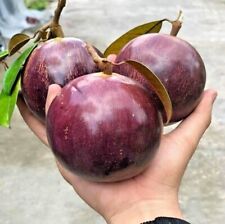 40+ Purple Star Apple Seeds (Chrysophyllum cainito) Caimito Cainito for sale  Shipping to South Africa