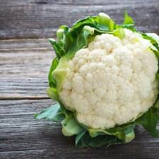 Cauliflower year round for sale  UK