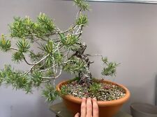 Pinus sylvestris yamadori for sale  Shipping to Ireland