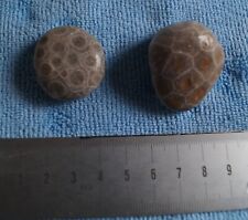 Petoskey stones fossil for sale  LONDON