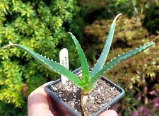 Aloe excelsa rare for sale  DARLINGTON