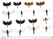 Odonata mix peleng for sale  Shipping to Ireland