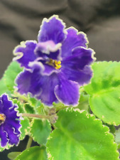 African violet plant for sale  Dallas