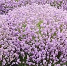 Lavender plug plants for sale  LONDON