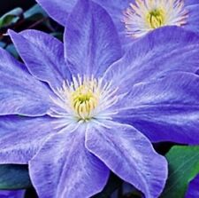 Clematis diana delight for sale  Almond