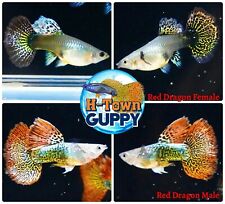 1 TRIO - Live Aquarium Guppy Fish High Quality - Red Dragon BDS Big Dorsal Fin for sale  Katy
