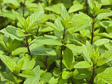 Chocolate mint grow for sale  Ireland