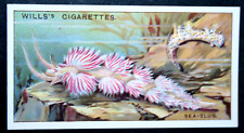 Sea slug vintage for sale  DERBY