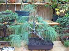 Pinus wallichiana bonsai usato  Italia