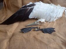 Gannet skull wing for sale  PENZANCE