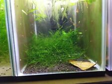 Java moss mesh for sale  STOKE-ON-TRENT