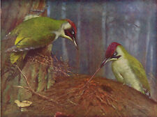 Green woodpecker catching for sale  DEREHAM
