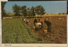 Cyprus potato crop for sale  NEWENT