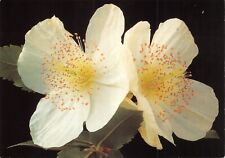 Flower postcard eucryphia for sale  ROCHESTER