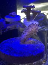 sps coral for sale  LONDON