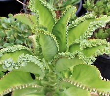 Kalanchoe laetivirens mexican for sale  New Lenox