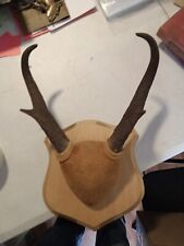 Pronghorn antelope horns for sale  Mount Holly Springs