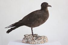Taxidermy parasitic jaeger for sale  Shipping to Ireland