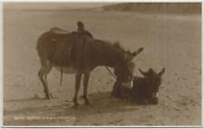 Donkey postcard court usato  Spedire a Italy