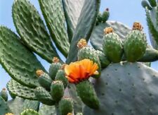 Spineless prickly pear for sale  Stockton