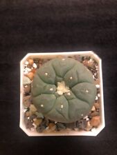 Rare cactus large for sale  Deridder