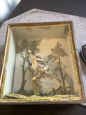Antique taxidermy finch for sale  WOKINGHAM