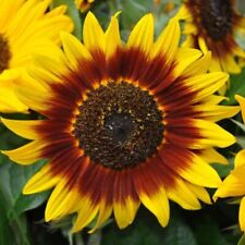 Sunflower ring fire for sale  SALISBURY