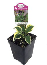 hosta plant for sale  Wadsworth