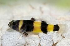 Borneo bumble bee for sale  IPSWICH