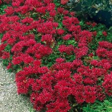 Sedum- Summer Glory- 50 Sementes- BOGO 50% de desconto na VENDA comprar usado  Enviando para Brazil