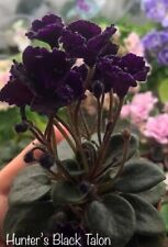 African violet leaves for sale  Carrollton