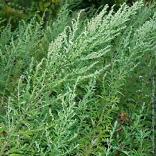mugwort for sale  Shipping to Ireland