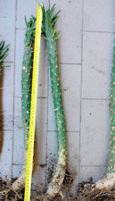 Opuntia subulata 65cm usato  San Giorgio A Cremano