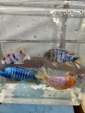 african cichlid for sale  Buhl