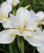 iris plants for sale  Benton Harbor
