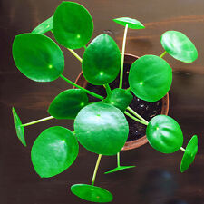 Classic pilea peperomioides for sale  UK