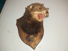 Taxidermy polecat for sale  EVESHAM