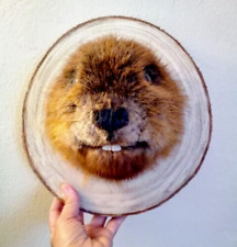 Taxidermy beaver animal for sale  San Diego