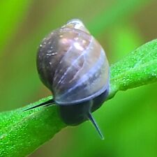 Bladder snails physella for sale  Dundalk