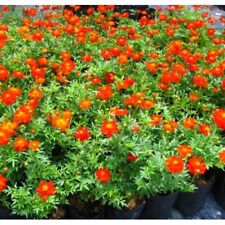red planters plants for sale  Winter Garden
