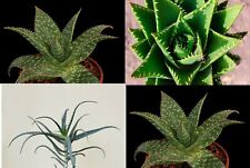 Aloe piante grasse usato  Giugliano In Campania