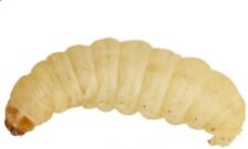 600 waxworms for sale  SHEFFIELD
