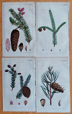 Pine Tree 4 Impresiones (A) - Grabado Original Wilhelm Botany - 1800, usado segunda mano  Embacar hacia Argentina