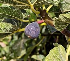 Little ruby fig for sale  Furlong