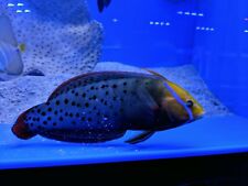 blue tang fish for sale  BIRMINGHAM