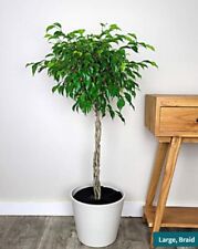 Ficus benjamina wintergreen for sale  Miami